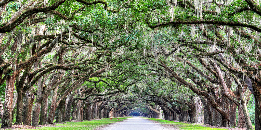 400 Oaks — fine art landscape photograph by Jeff Thamert