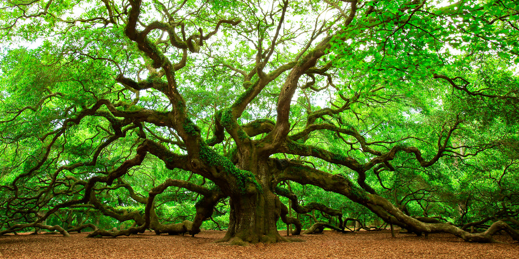 Angel Oak — fine art landscape photograph by Jeff Thamert