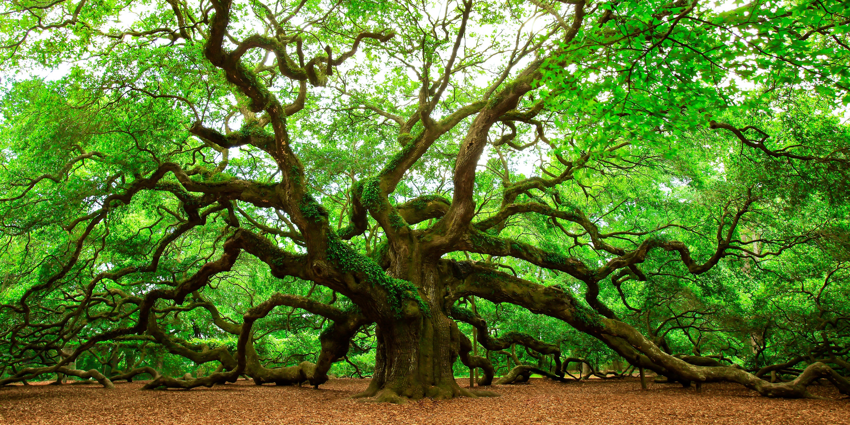 Angel Oak