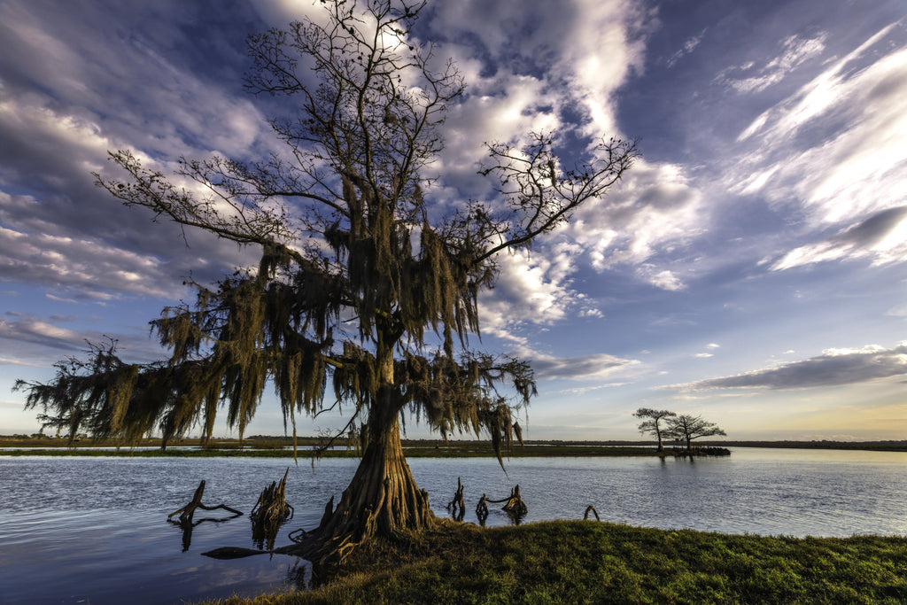 Cypress Moods — fine art landscape photograph by Jeff Thamert