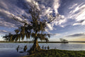 Cypress Moods