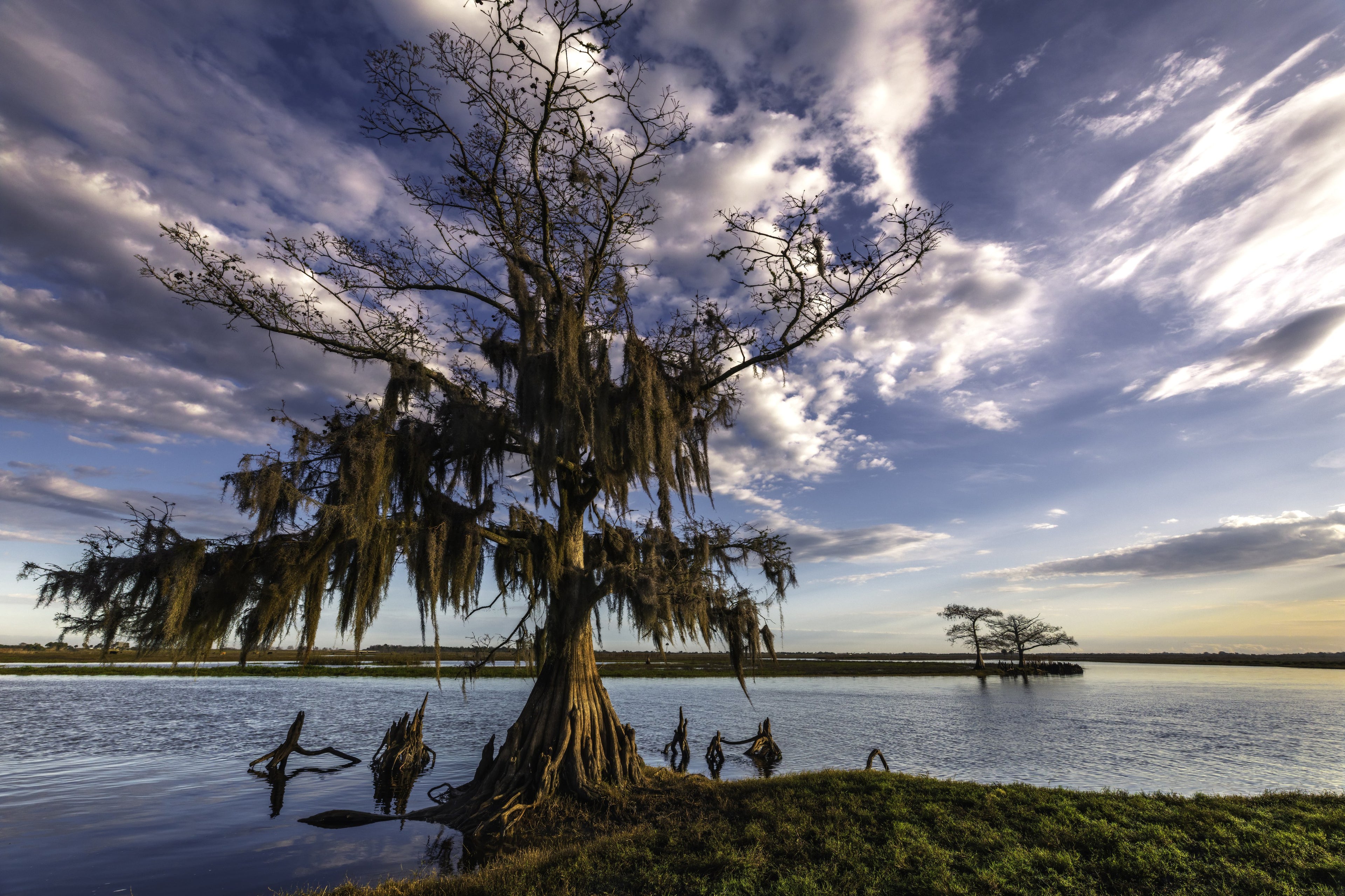 Cypress Moods