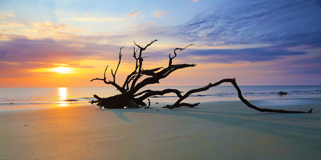 Driftwood Beach — fine art landscape photograph by Jeff Thamert
