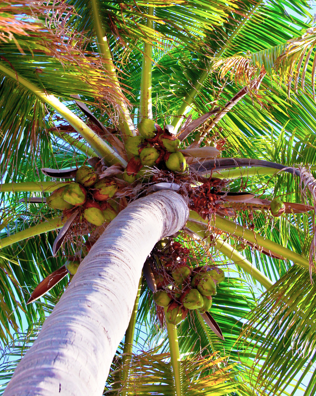 Coconutz! — fine art landscape photograph by Jeff Thamert