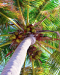 Coconutz!