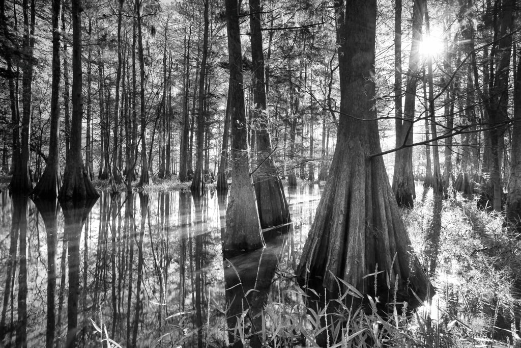 Cypress Sentinels — fine art landscape photograph by Jeff Thamert