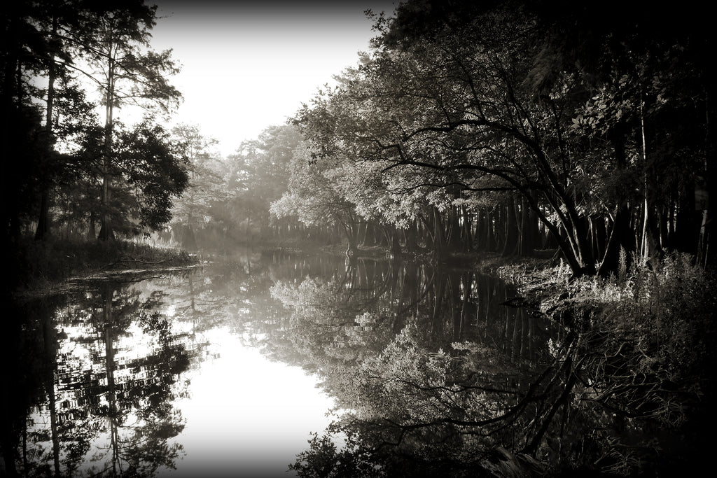 Cypress Mist — fine art landscape photograph by Jeff Thamert