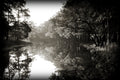 Cypress Mist