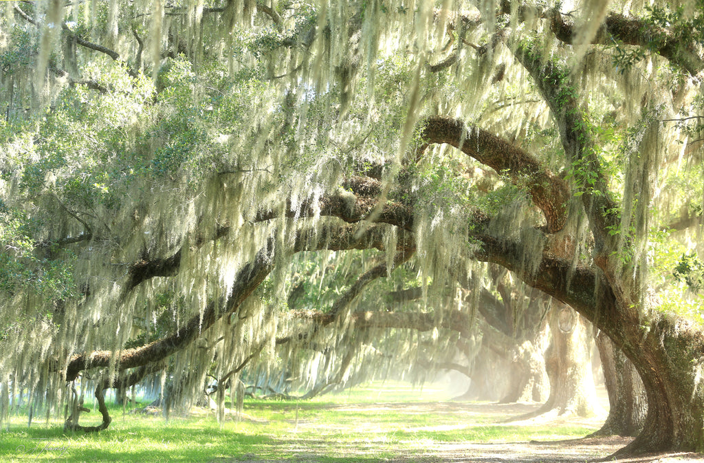 Low Country Oaks — fine art landscape photograph by Jeff Thamert