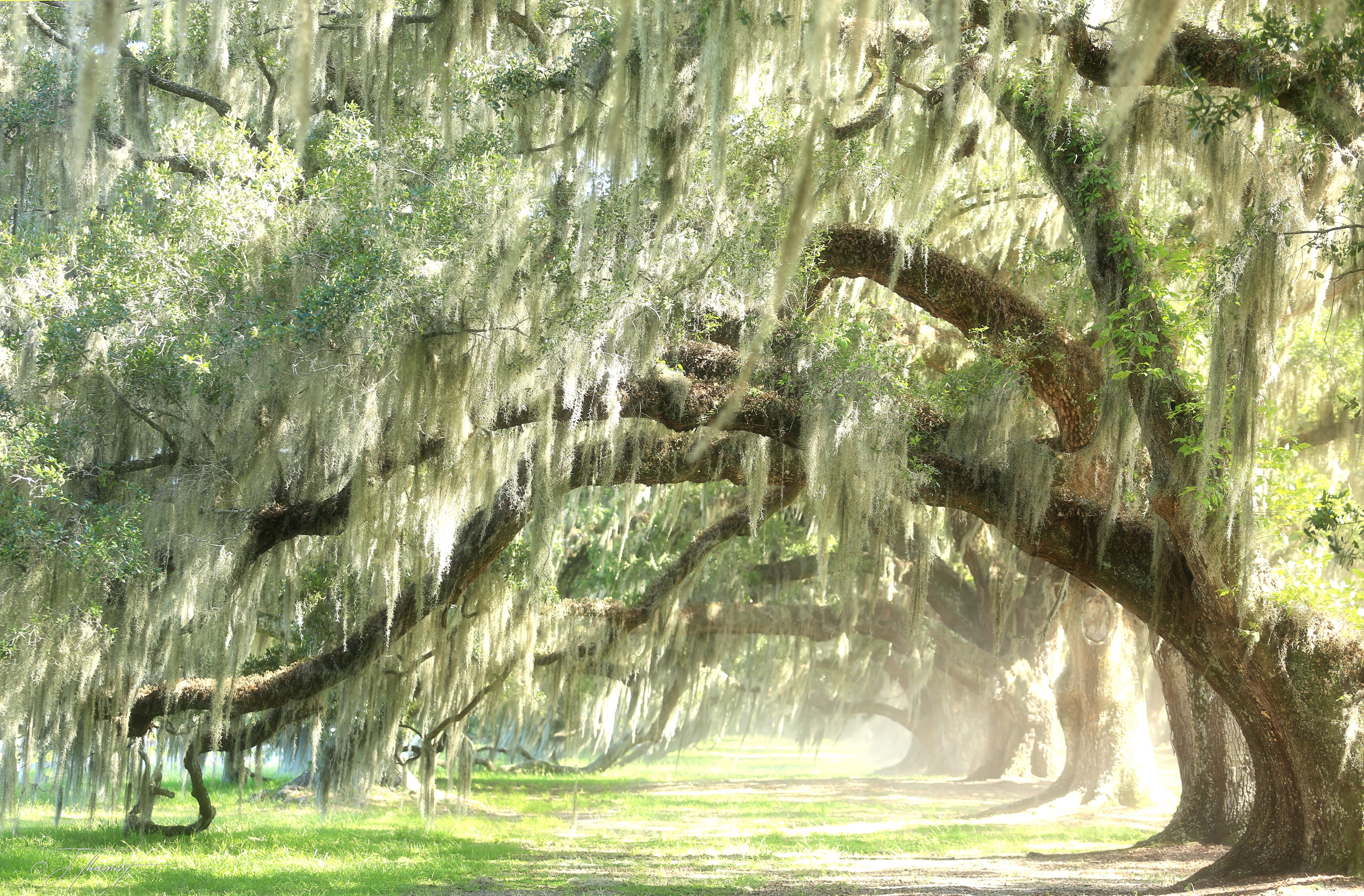 Low Country Oaks