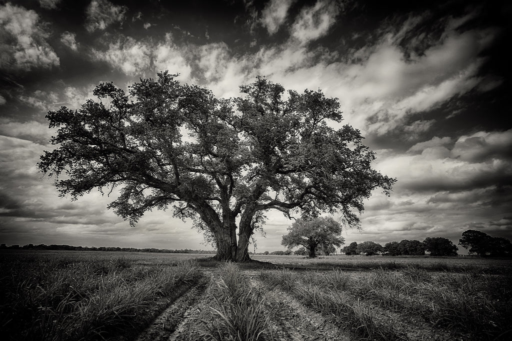 New Orleans Oak — fine art landscape photograph by Jeff Thamert