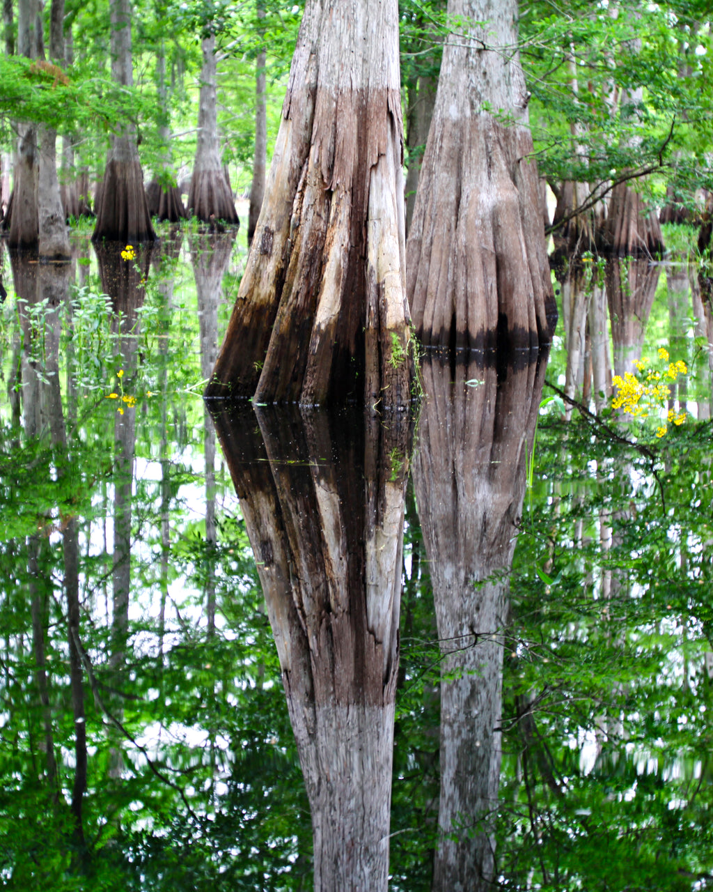Jims Creek — fine art landscape photograph by Jeff Thamert