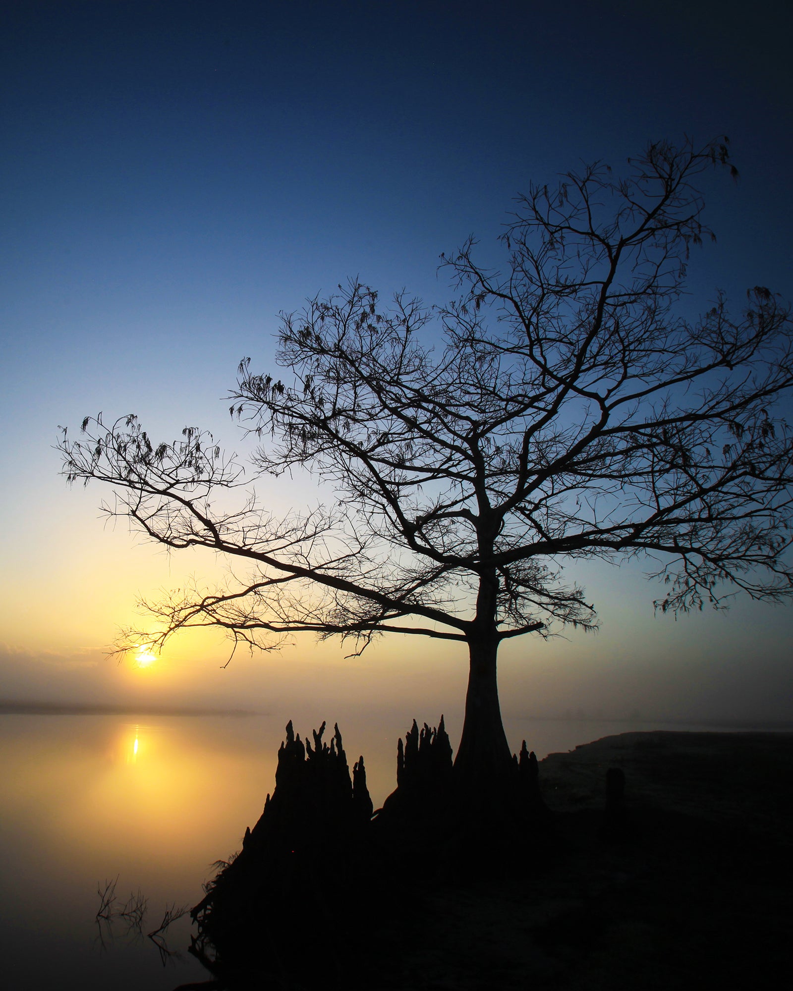 Lone Cypress — fine art landscape photograph by Jeff Thamert