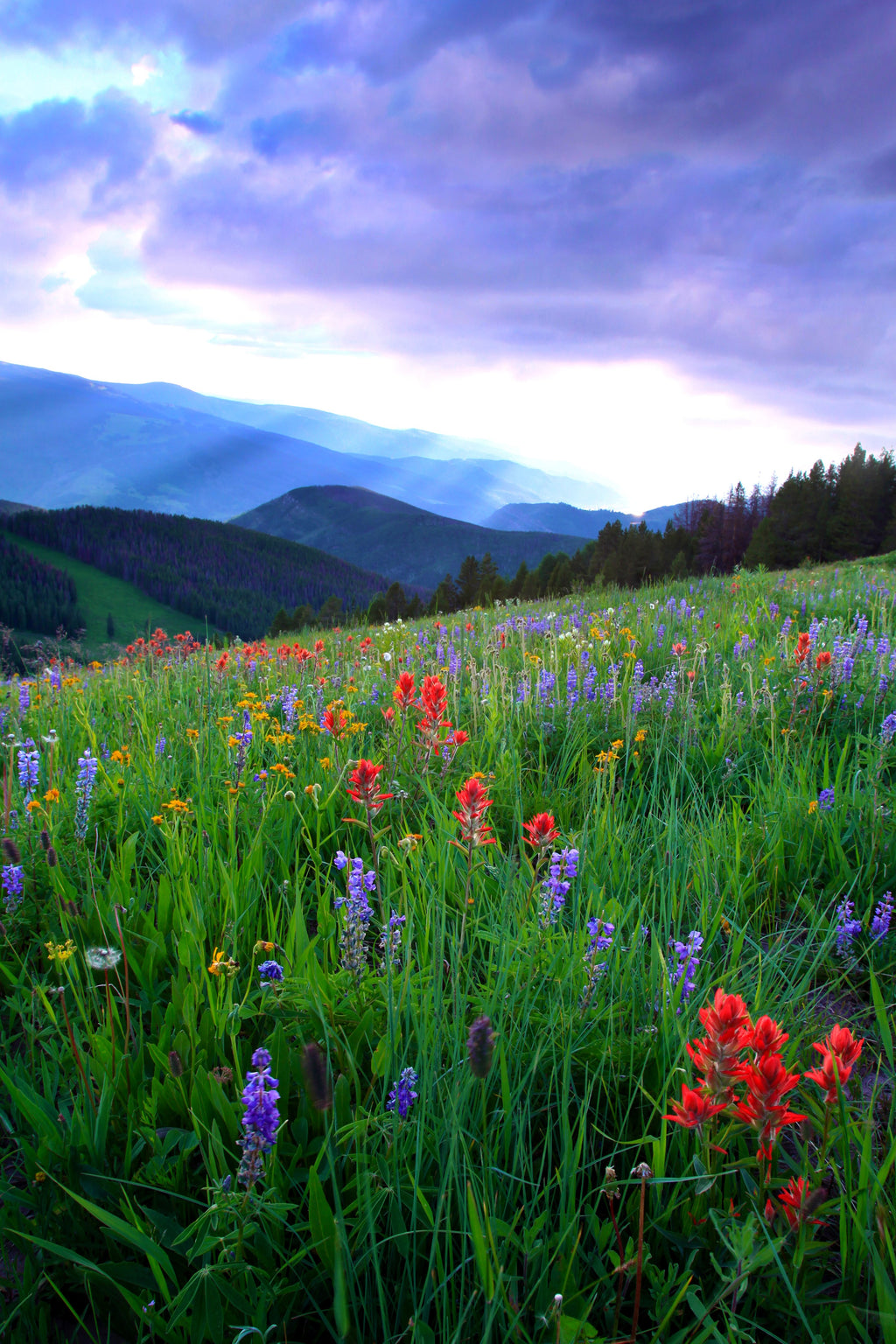 Nature's Bounty — fine art landscape photograph by Jeff Thamert