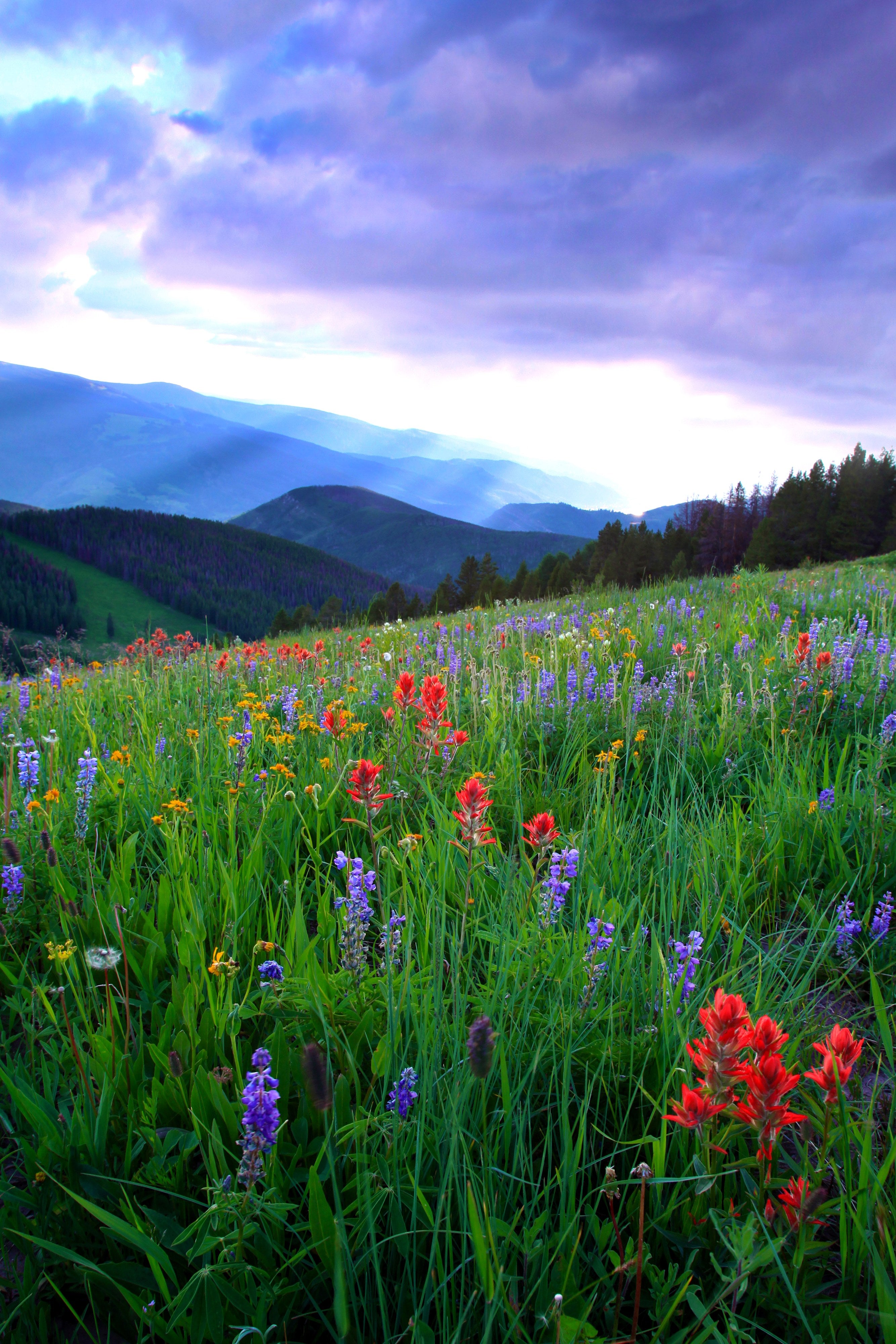 Nature's Bounty