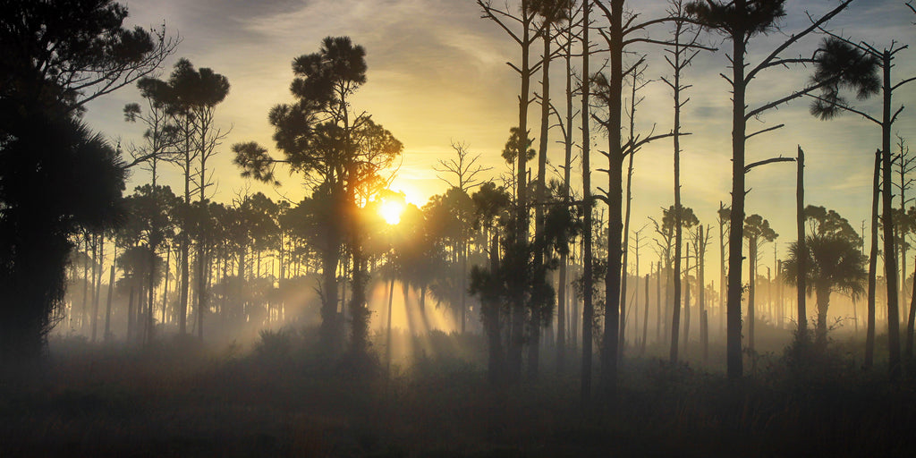 Pine Flatwoods — fine art landscape photograph by Jeff Thamert
