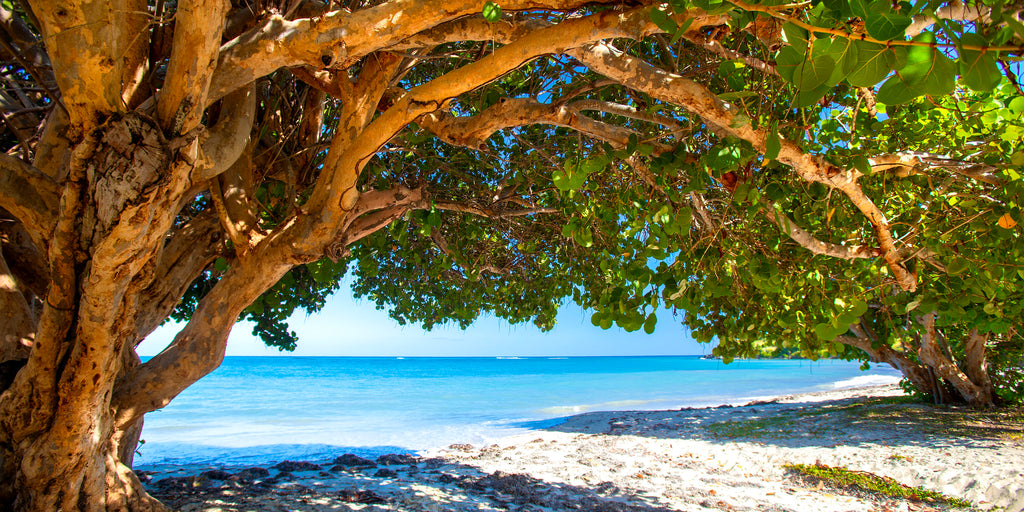 Sea Grape Tree — fine art landscape photograph by Jeff Thamert