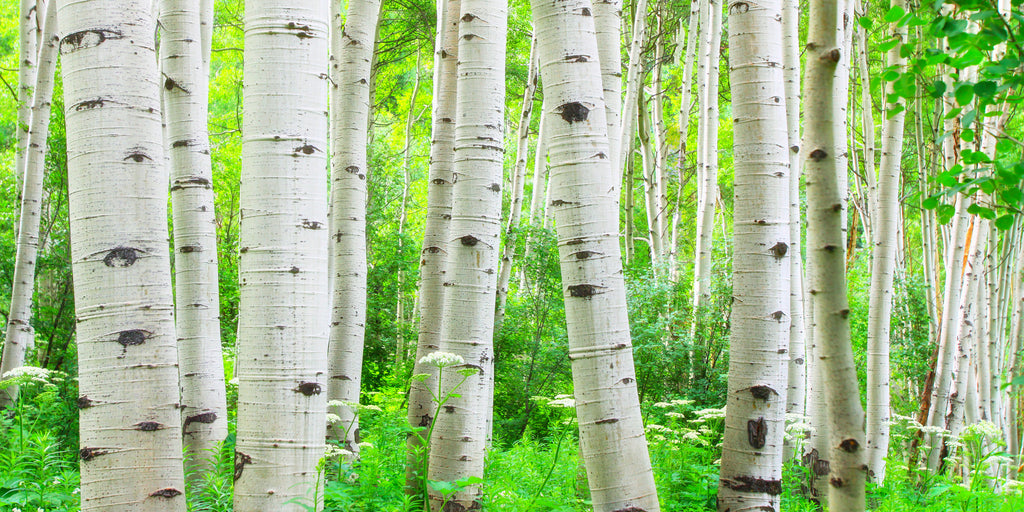 Summer Aspen — fine art landscape photograph by Jeff Thamert