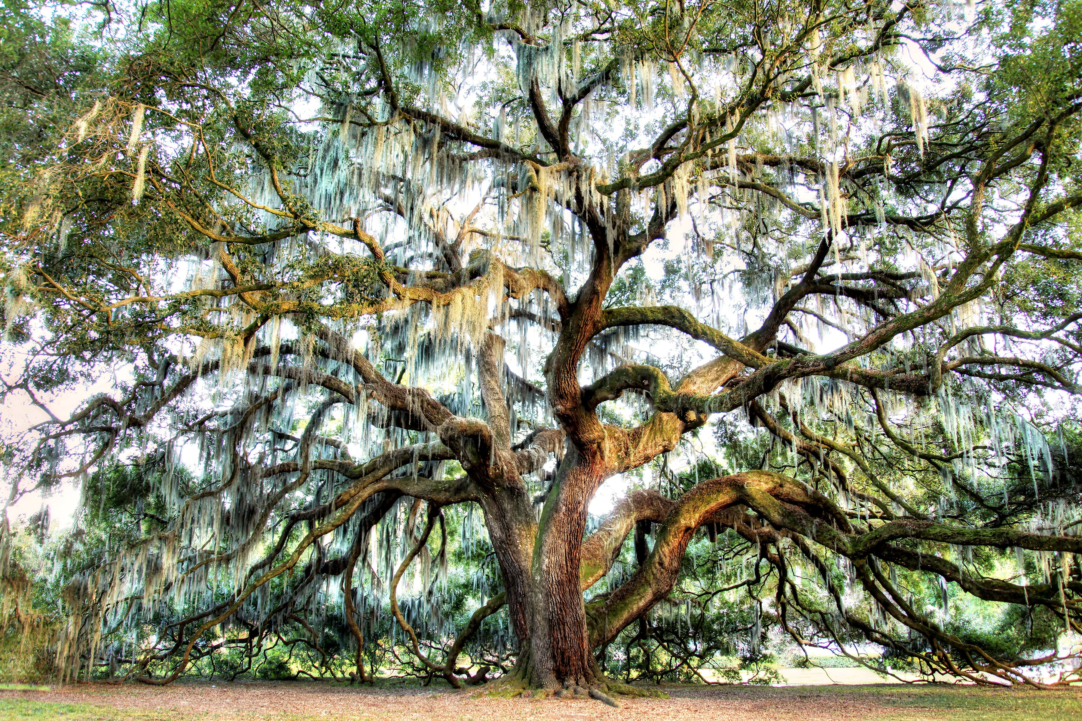 The Majestic — fine art landscape photograph by Jeff Thamert