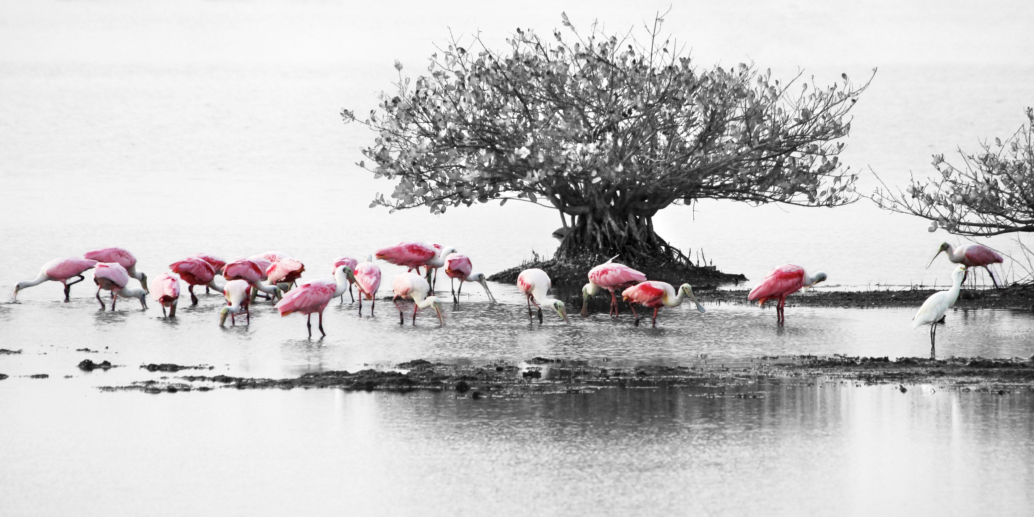 Touch of Pink — fine art landscape photograph by Jeff Thamert