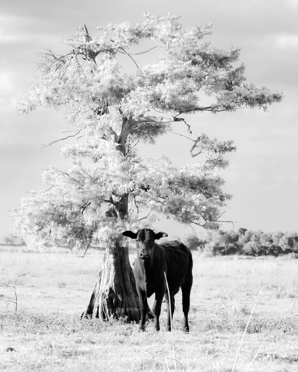 Florida Cracker Country — fine art landscape photograph by Jeff Thamert