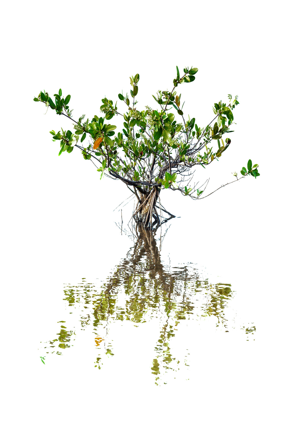 Lone Mangrove — fine art landscape photograph by Jeff Thamert