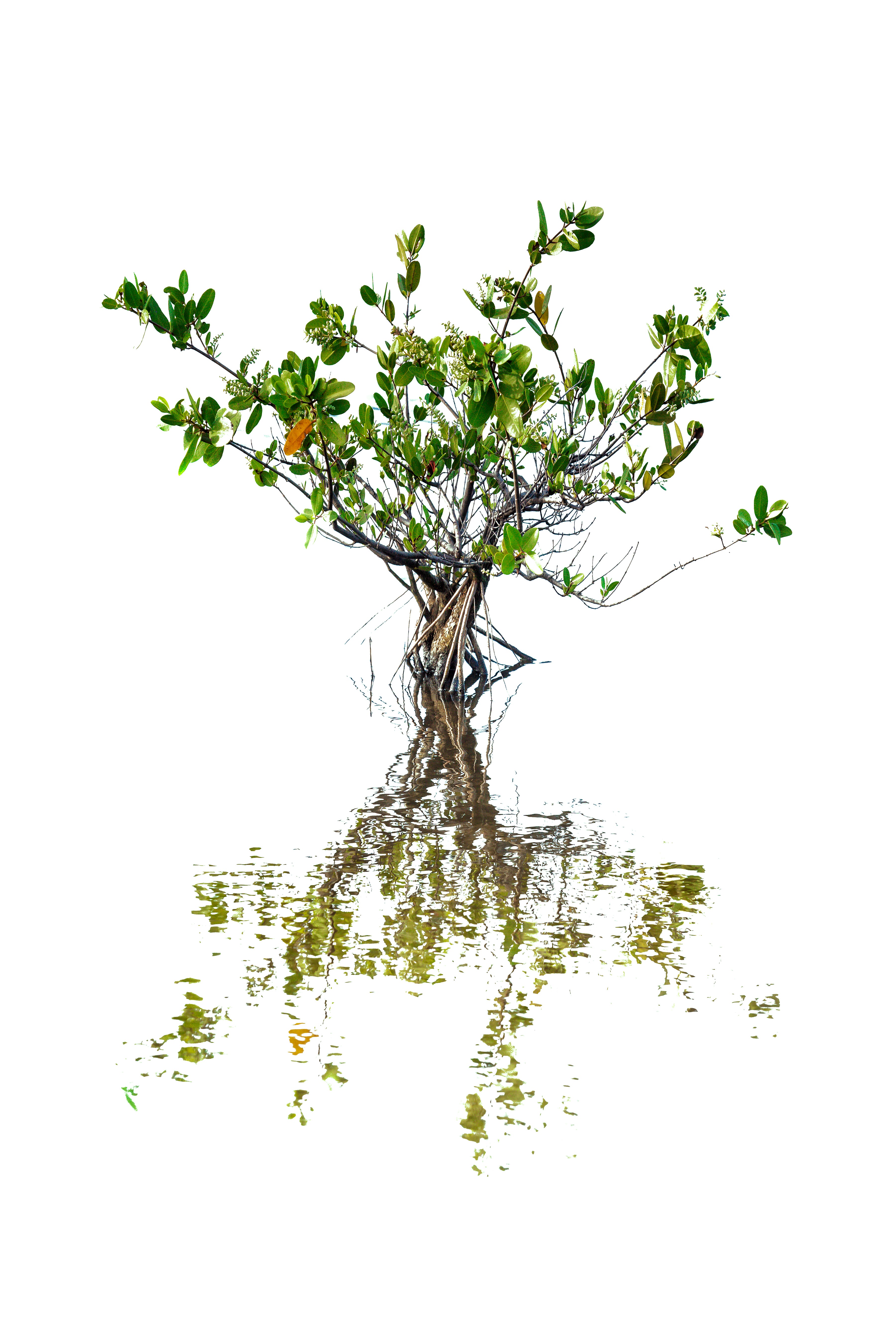 Lone Mangrove