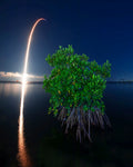 Mangrove and Rocket — fine art landscape photograph by Jeff Thamert