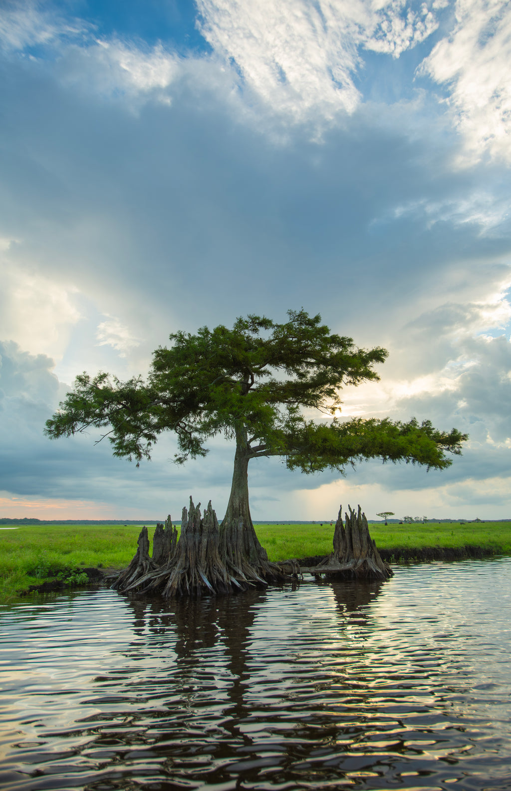 Mystic Cypress Vertical — fine art landscape photograph by Jeff Thamert